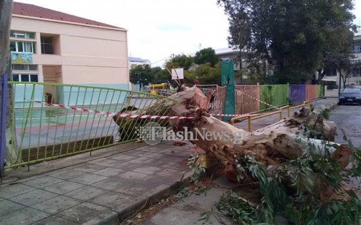 Χανιά: Δέντρο έπεσε στην είσοδο σχολείου και τη διέλυσε (εικόνες)
